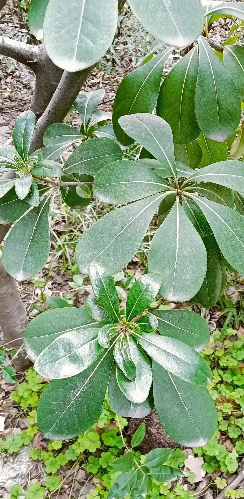 鴨腳木科學澆水指南:四季有別,見乾才澆