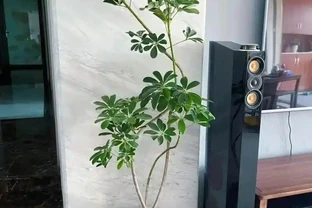 鴨腳木科學澆水指南：四季有別，見乾才澆