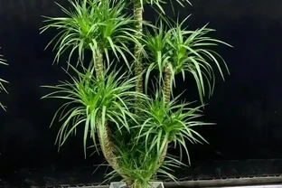 龍血樹黃葉乾枯急救指南：4步精準補救恢復生機