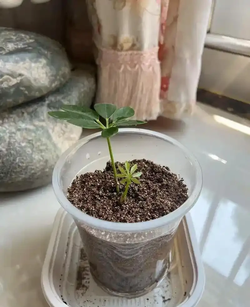 植物長根加速指南:5個科學方法讓根系「瘋長」