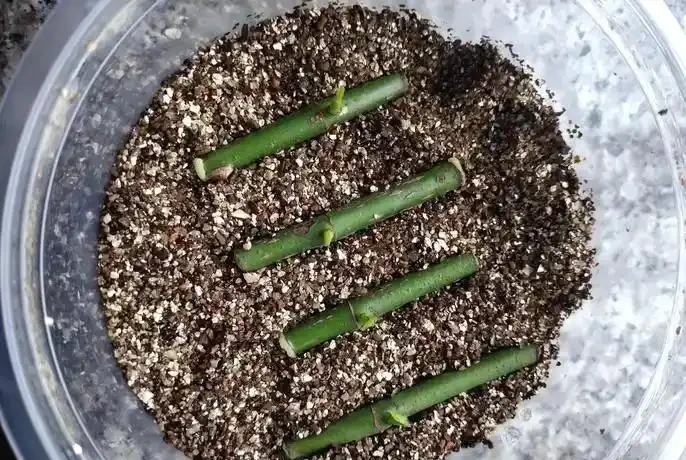 植物長根加速指南:5個科學方法讓根系「瘋長」
