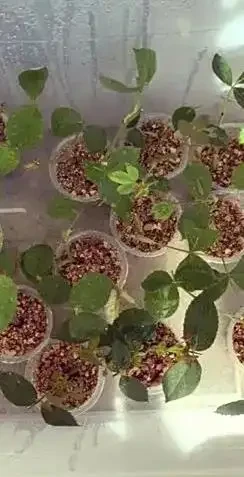 植物長根加速指南:5個科學方法讓根系「瘋長」