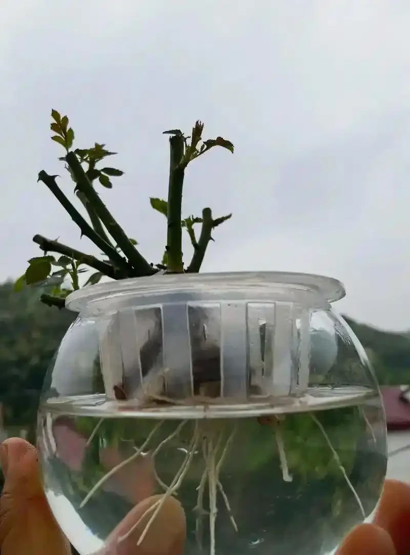植物長根加速指南:5個科學方法讓根系「瘋長」