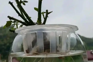 植物長根加速指南：5個科學方法讓根系「瘋長」