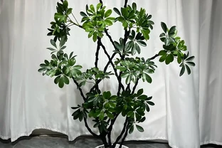 八方來財樹怎麼養？掌握這些妙法，讓八方來財樹生機盎然