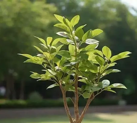 鵝掌藤插枝全攻略!新手必看詳細步驟與技巧,親測有效