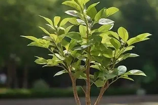 鵝掌藤插枝全攻略！新手必看詳細步驟與技巧，親測有效