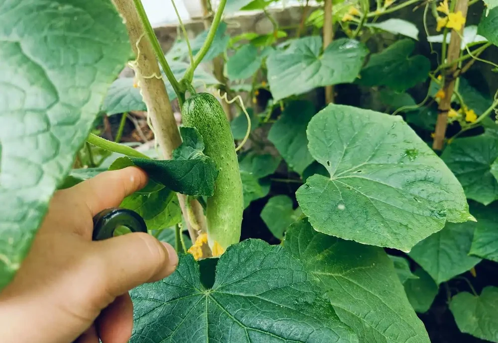 種菜5年,我只用3種肥料,葉菜嫩瓜果甜!施用方便,不花冤枉錢