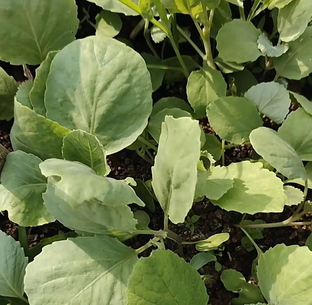 種菜5年,我只用3種肥料,葉菜嫩瓜果甜!施用方便,不花冤枉錢