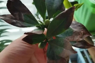 茶花葉尖枯焦？別急，三招教你救活它！