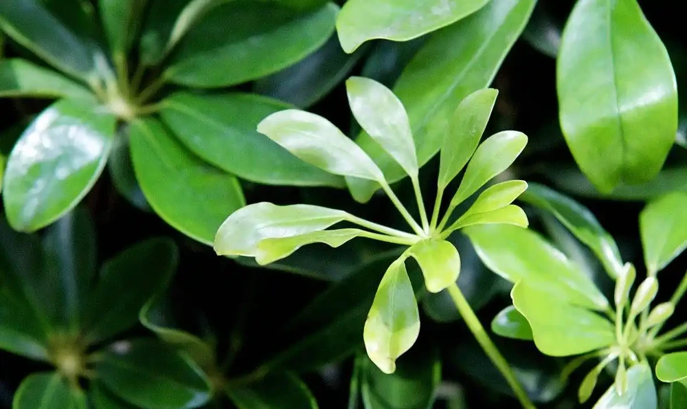 鴨腳木多久澆一次水?別再固定 7 天澆!看季節培養土環境,3 步澆對,葉子不發黃
