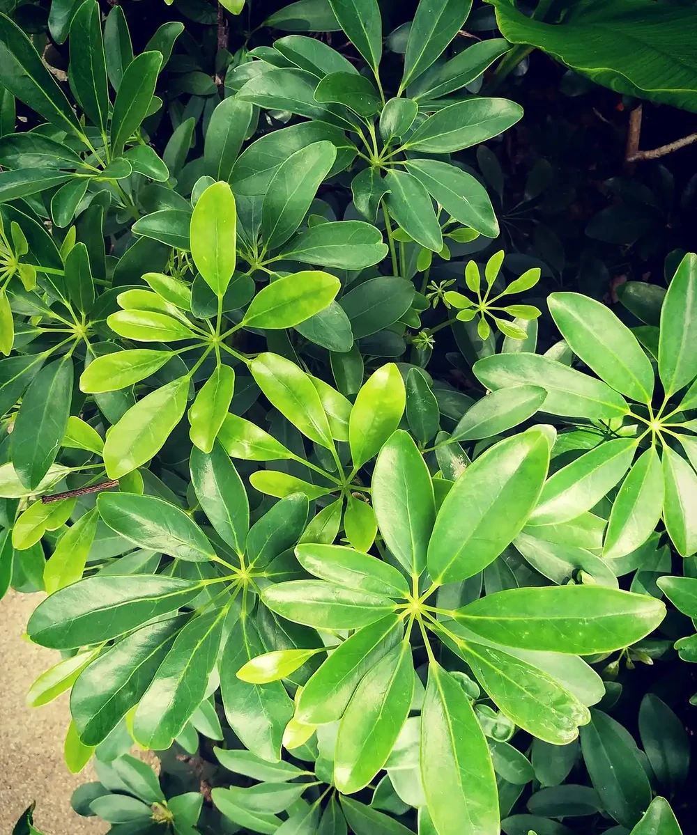 鴨腳木多久澆一次水?別再固定 7 天澆!看季節培養土環境,3 步澆對,葉子不發黃