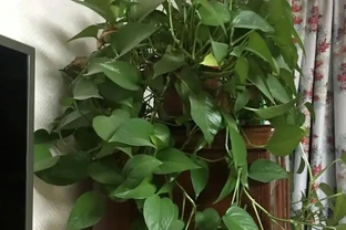 5種花就是「大酒鬼」，用啤酒灌一灌，葉子又大又亮！