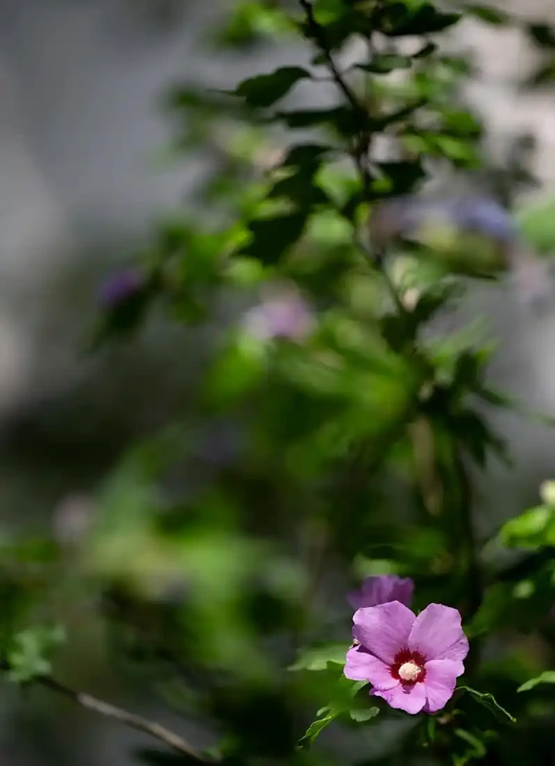 花離開水能活幾小時