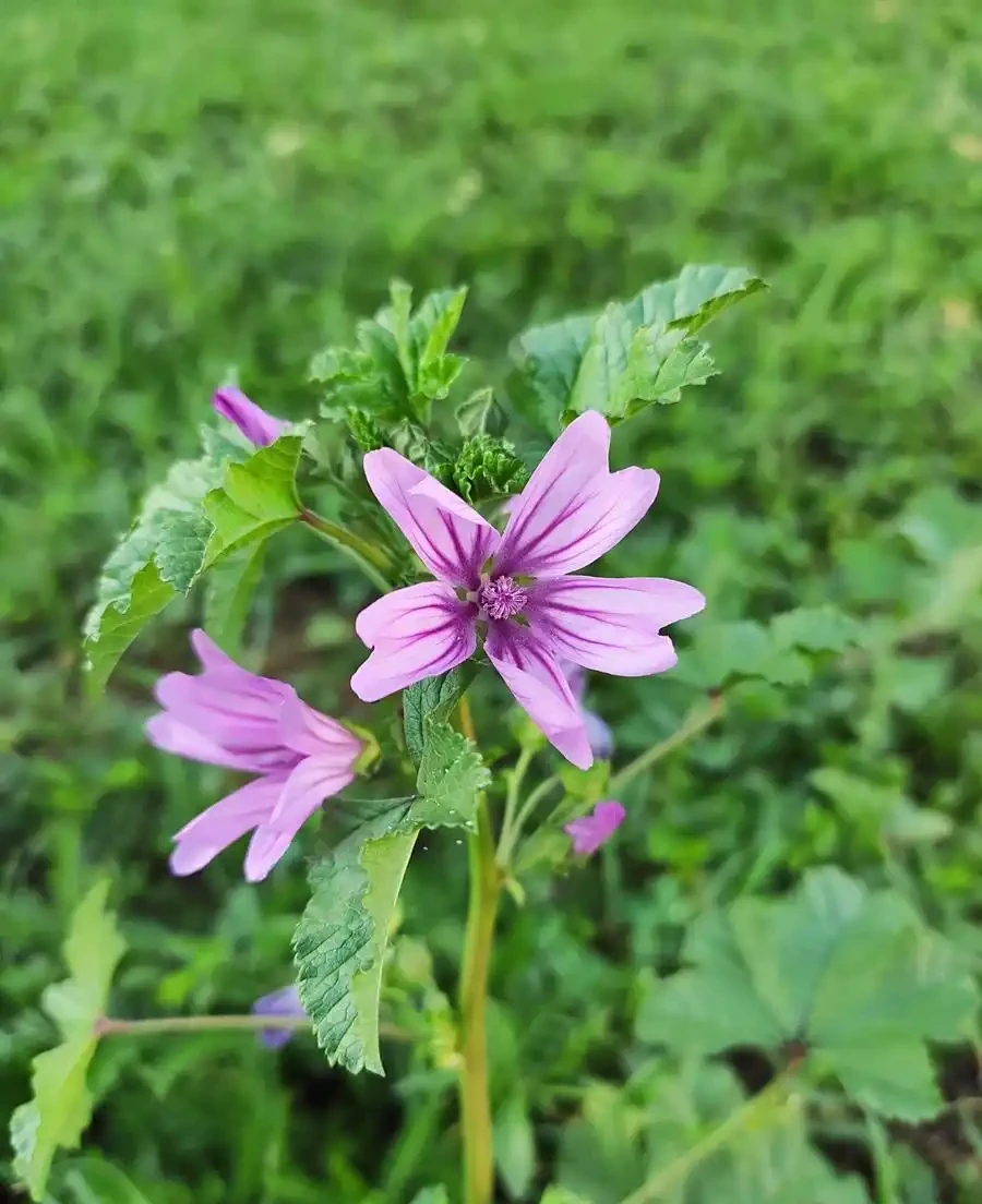 花離開水能活幾小時