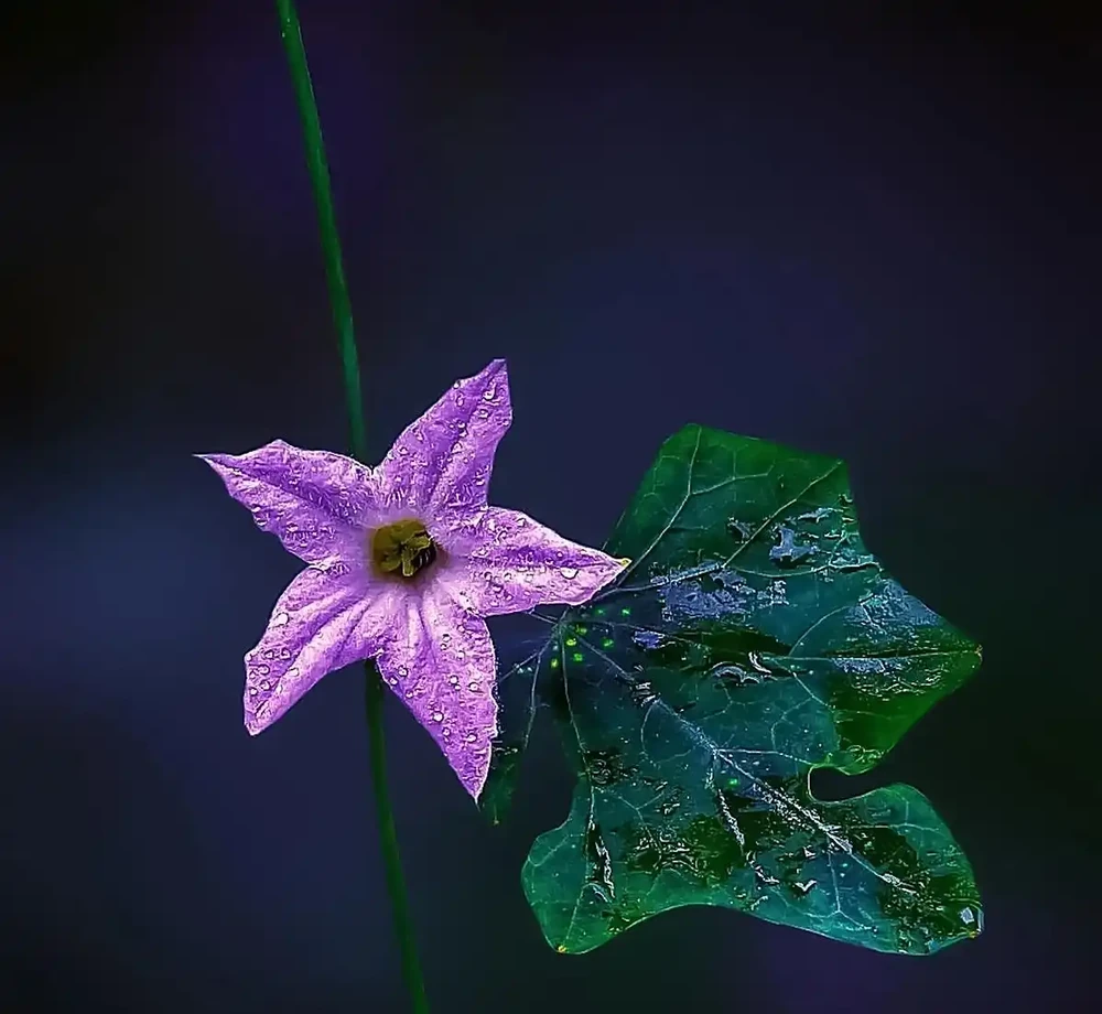 花離開水能活幾小時