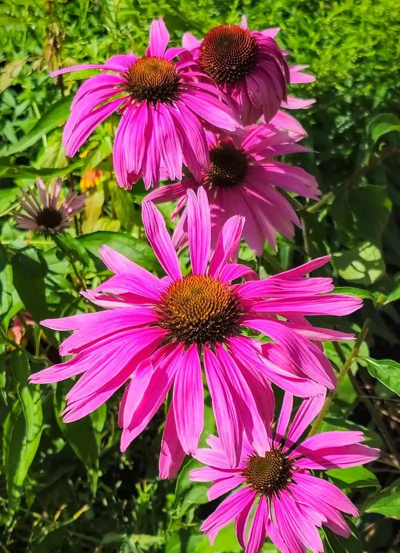 花離開水能活幾小時