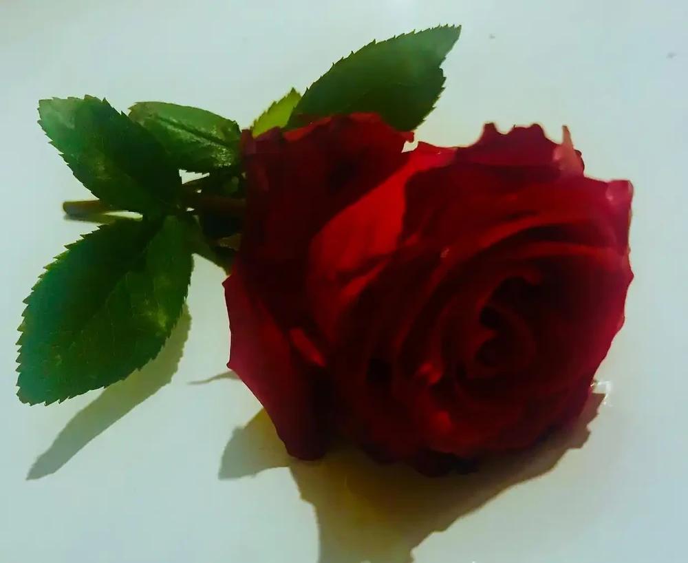 玫瑰花放在水裡可以活多久