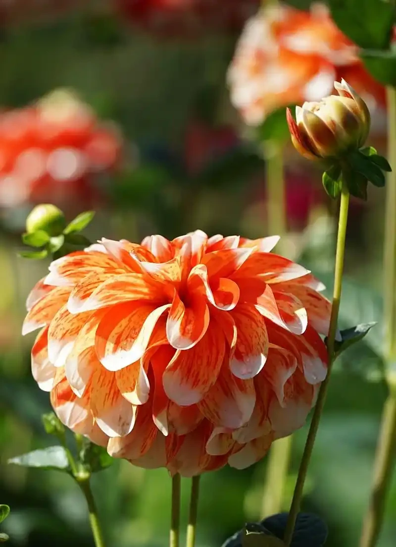 花離開水能活幾小時