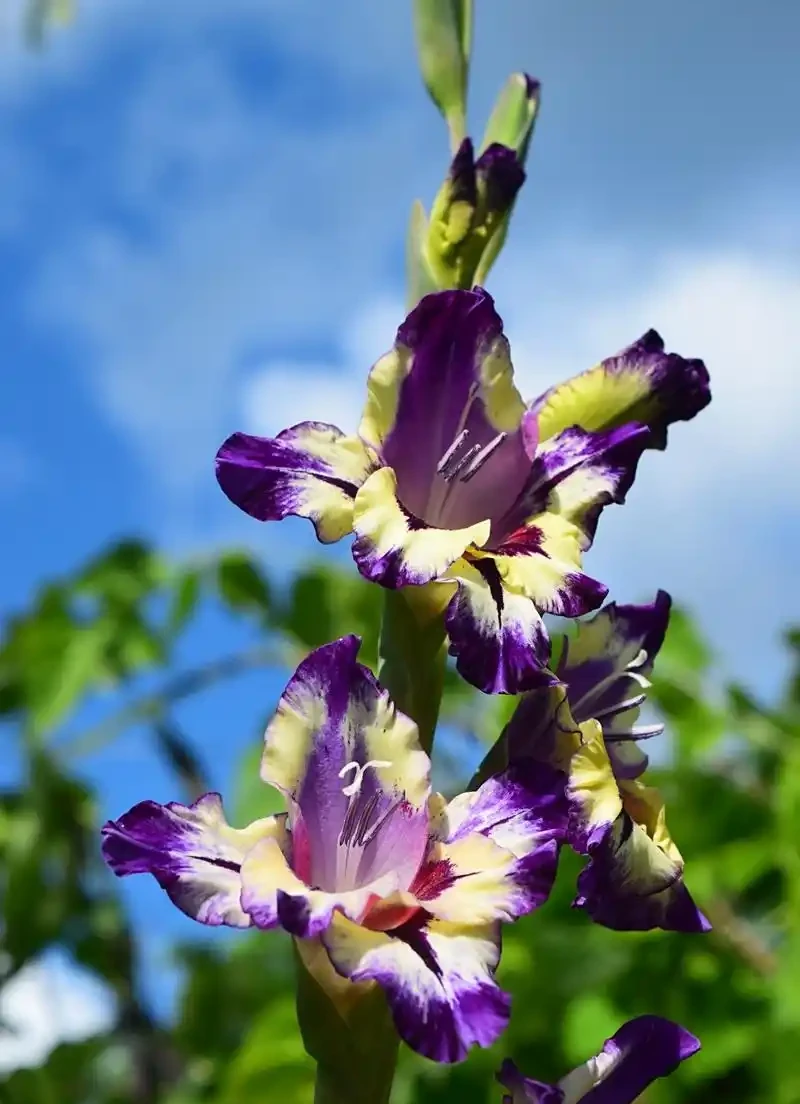 花離開水能活幾小時