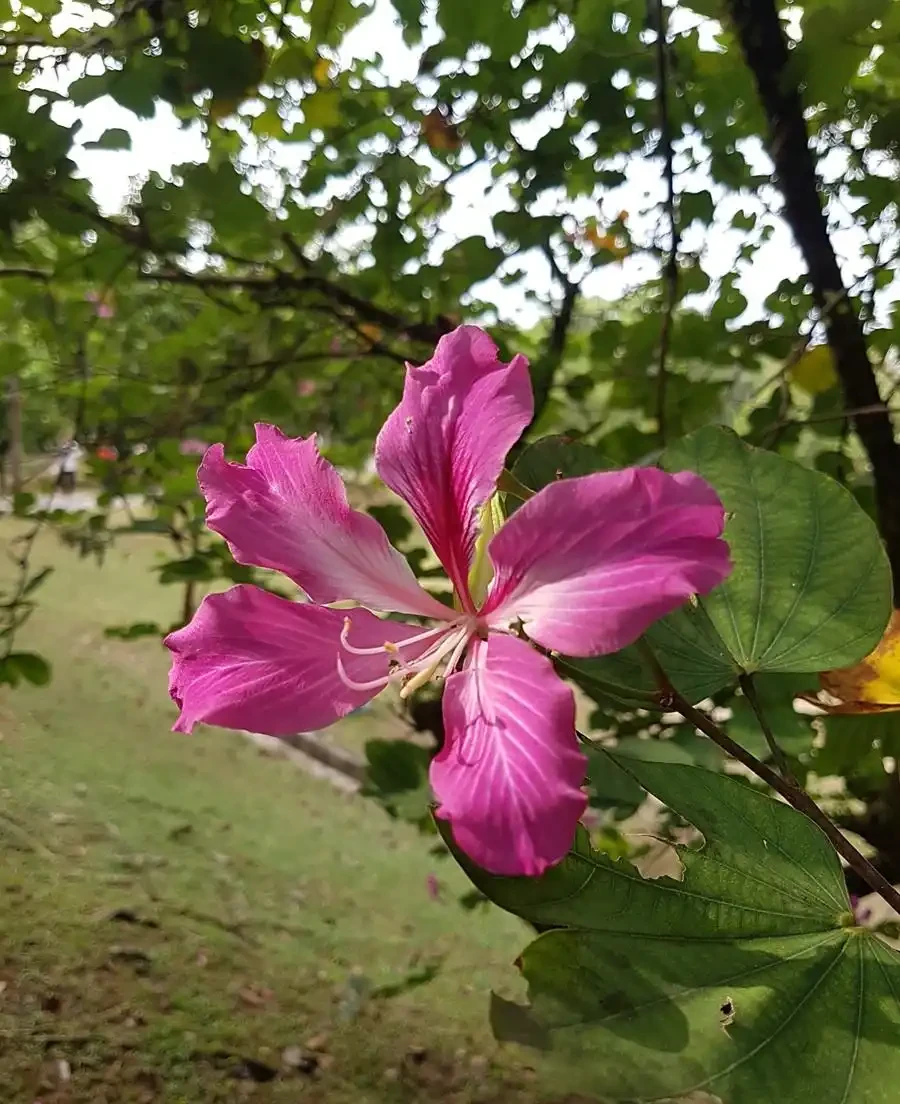 花離開水能活幾小時