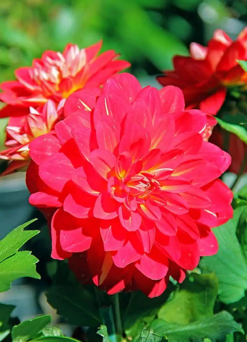 花離開水能活幾小時