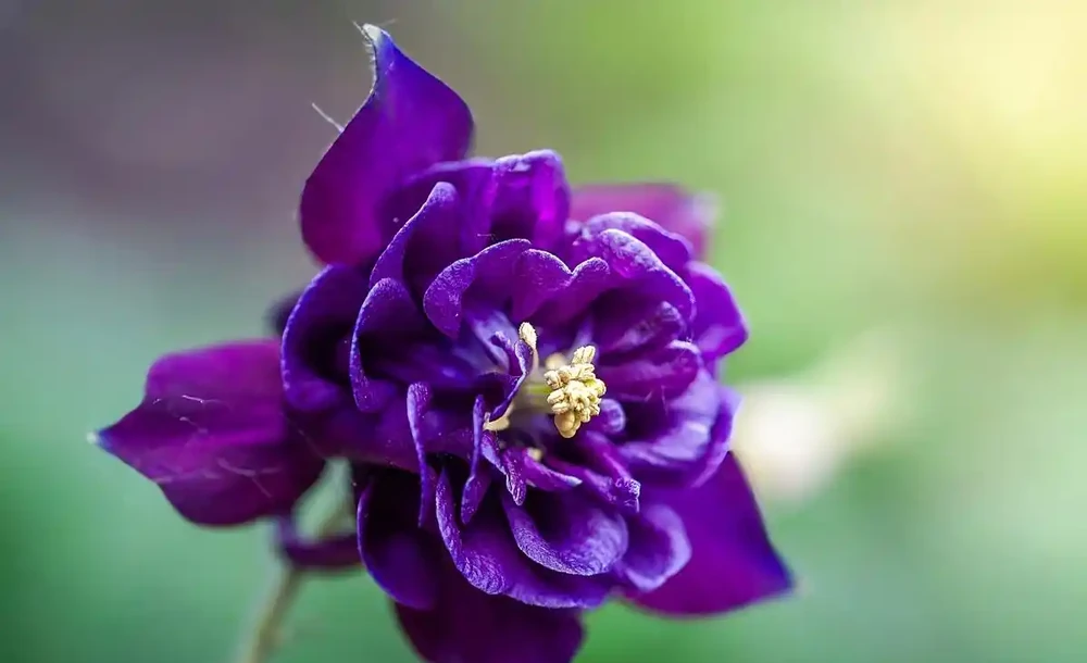 花離開水能活幾小時