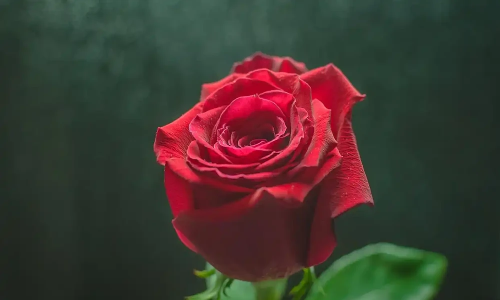 玫瑰花放在水裡可以活多久