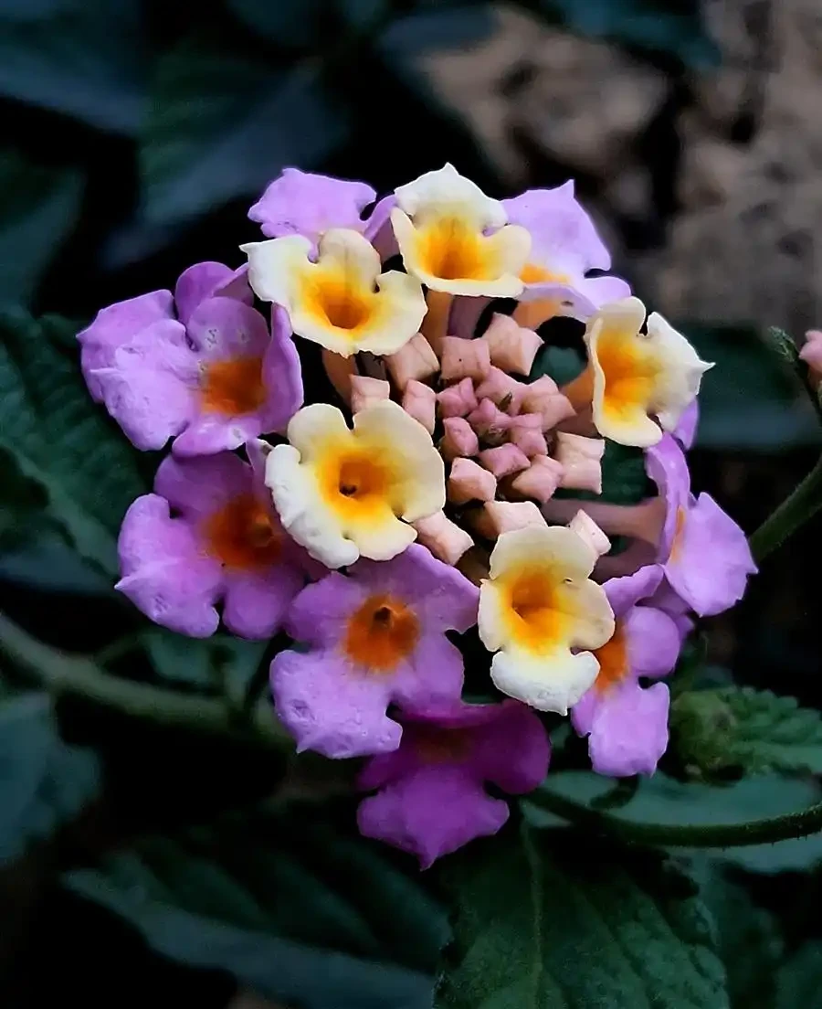 花離開水能活幾小時