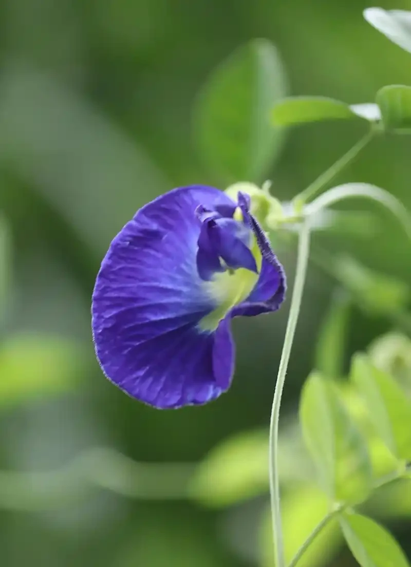花離開水能活幾小時