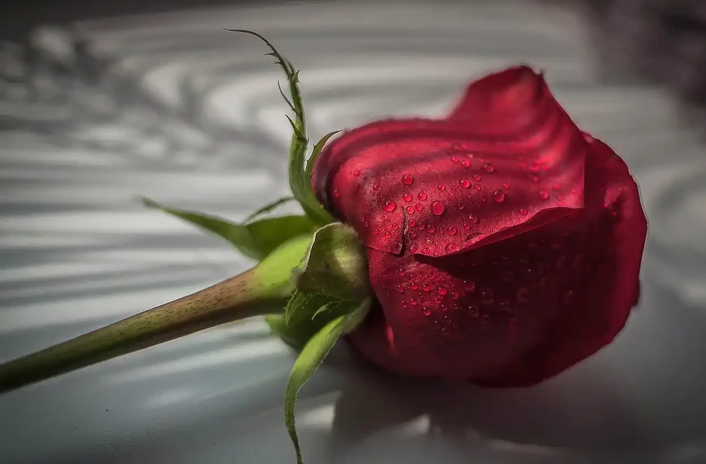玫瑰花放在水裡可以活多久