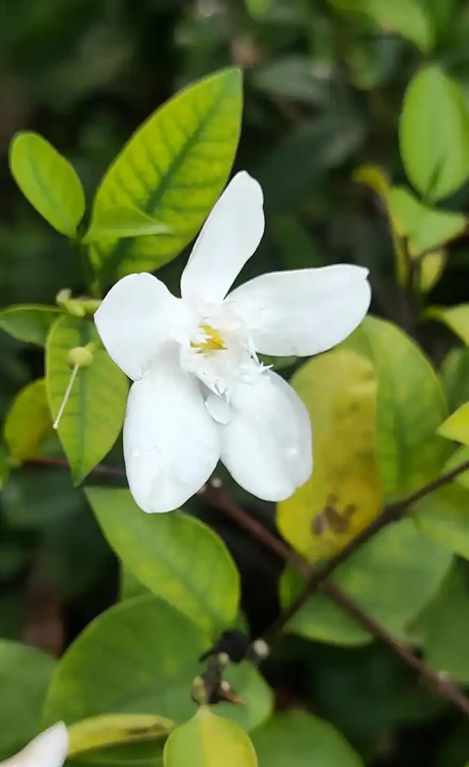 花離開水能活幾小時