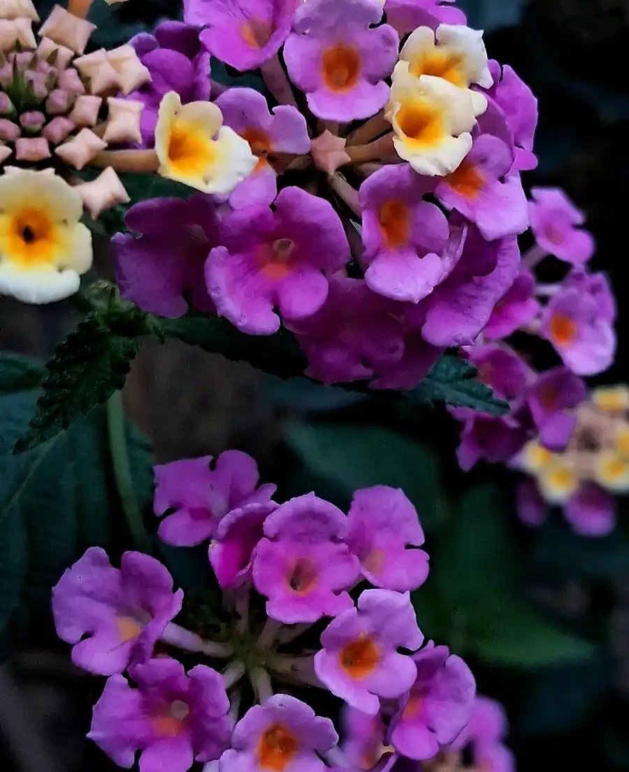 花離開水能活幾小時