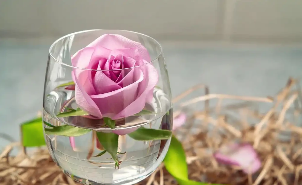 玫瑰花放在水裡可以活多久