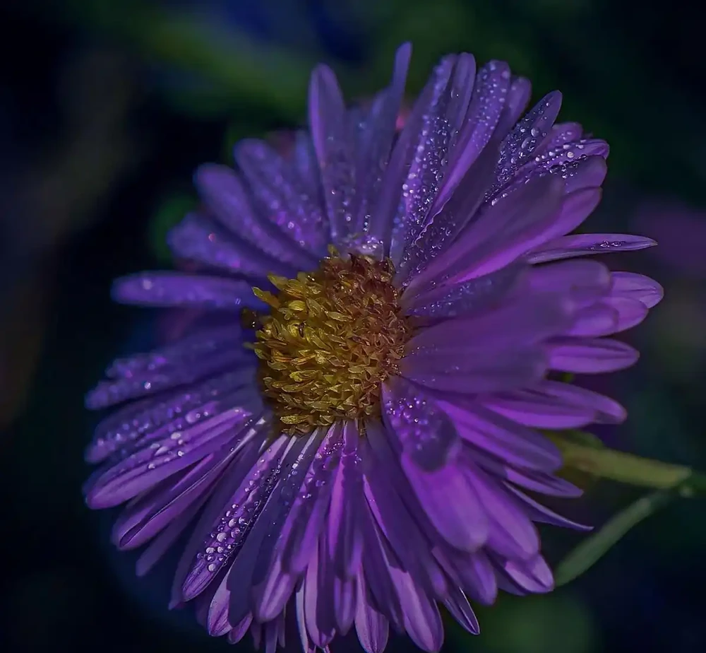 花離開水能活幾小時