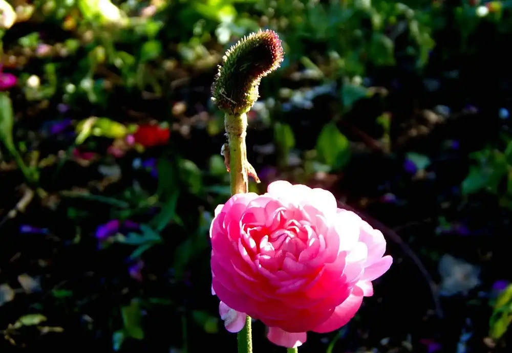 花離開水能活幾小時