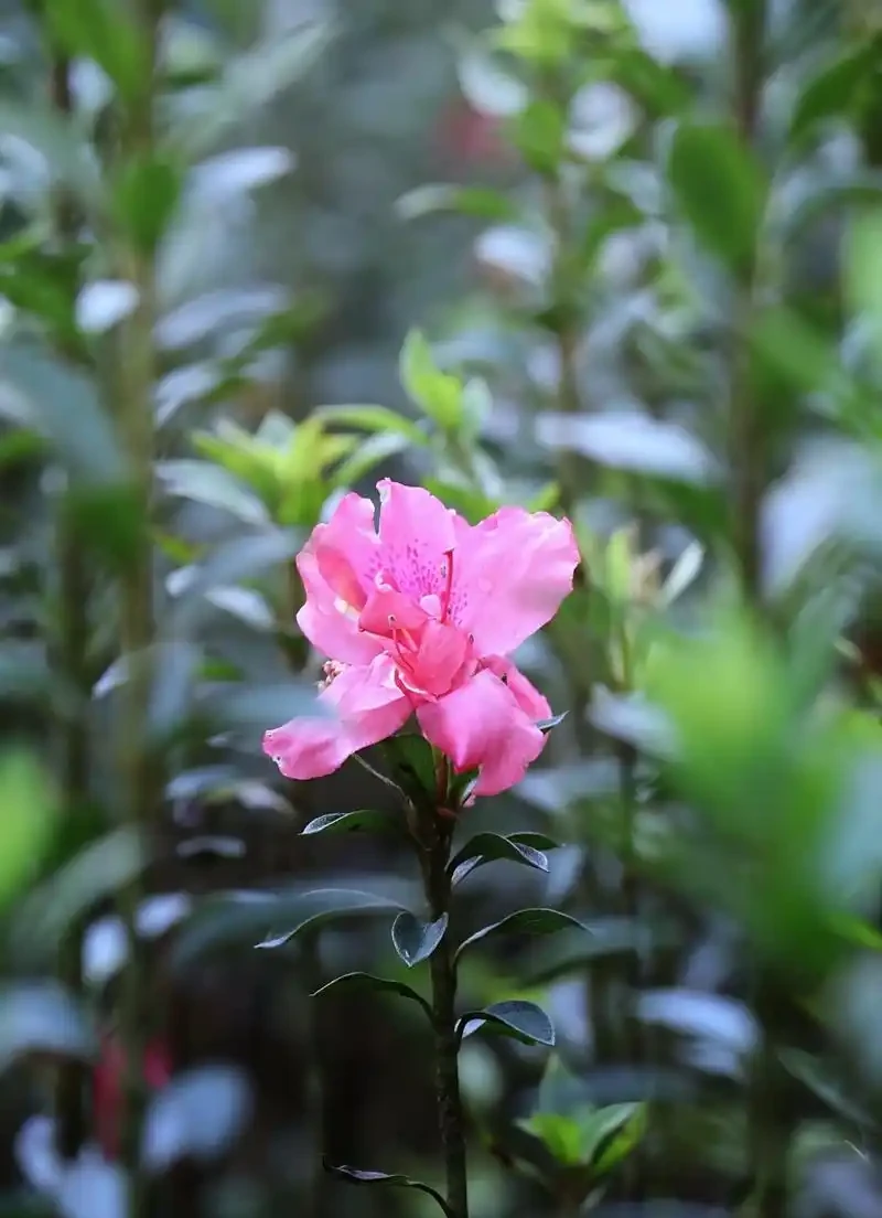 花離開水能活幾小時