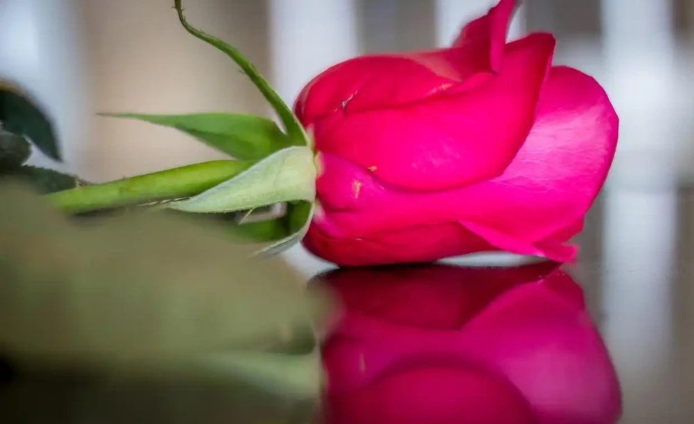 玫瑰花放在水裡可以活多久