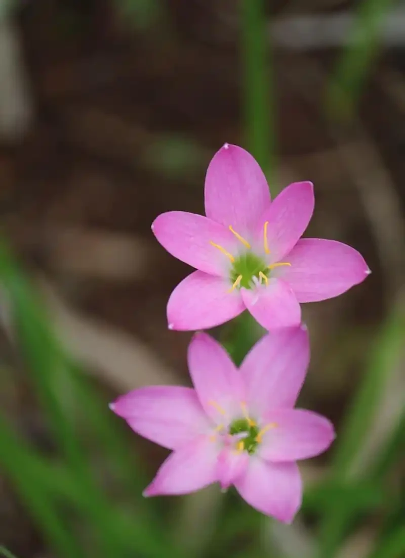 花離開水能活幾小時