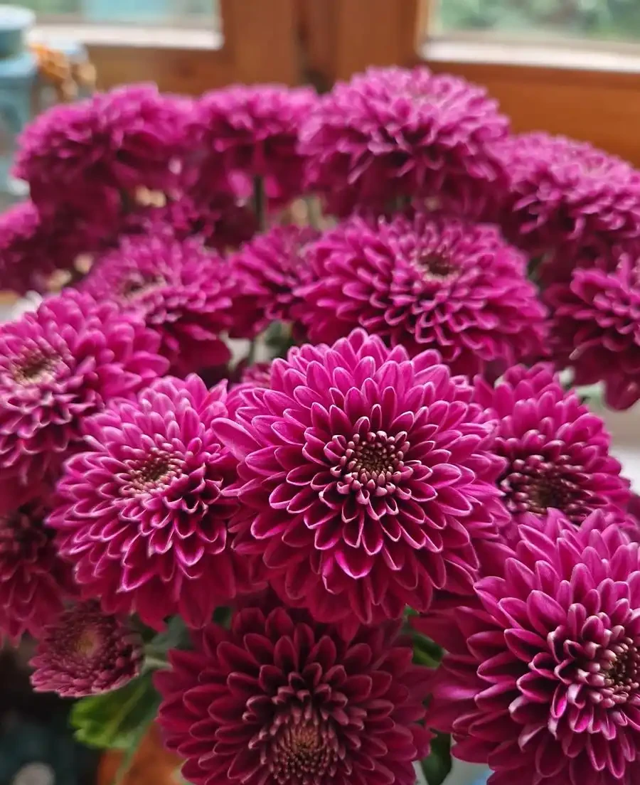花離開水能活幾小時