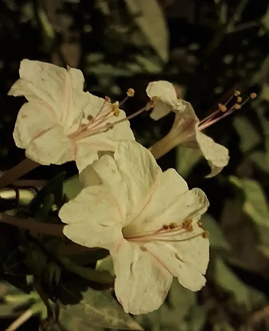 花離開水能活幾小時