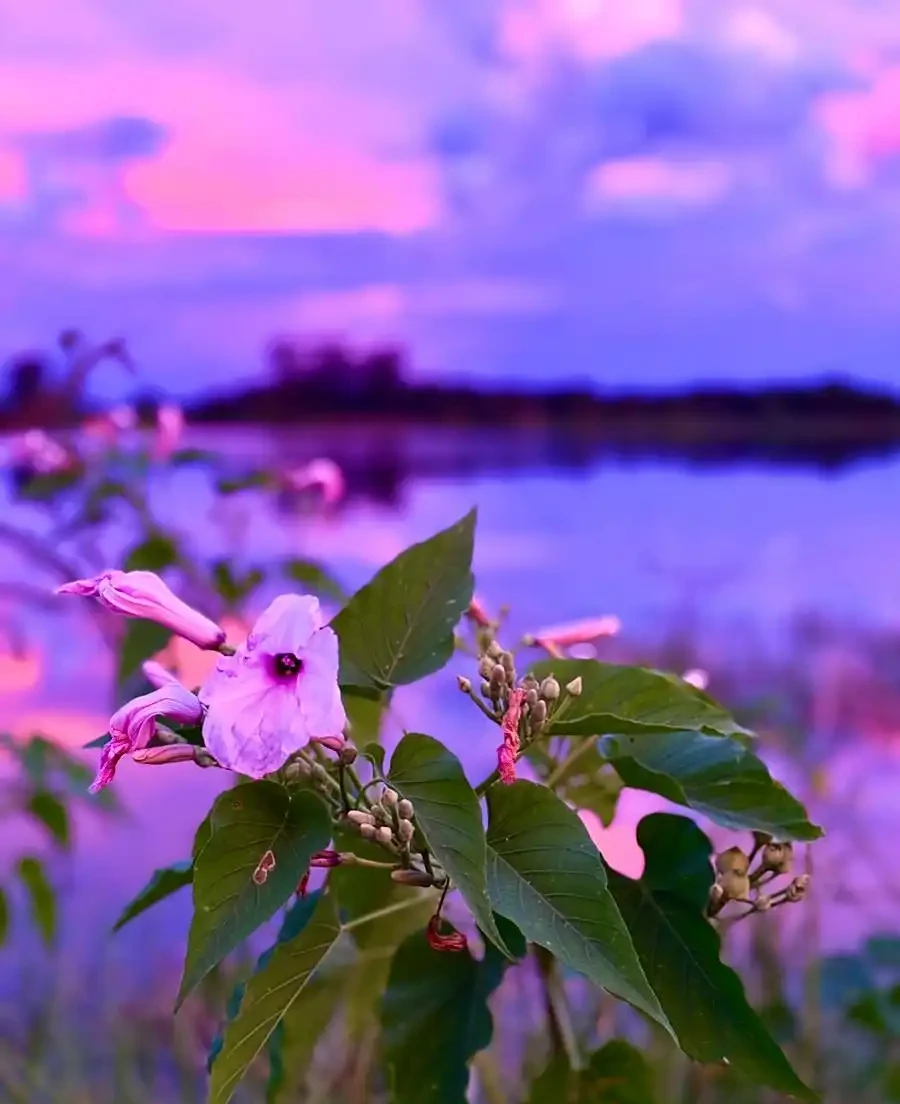 花離開水能活幾小時