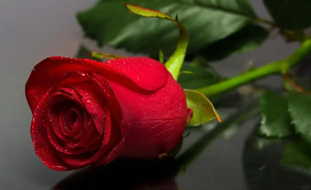 玫瑰花放在水裡可以活多久