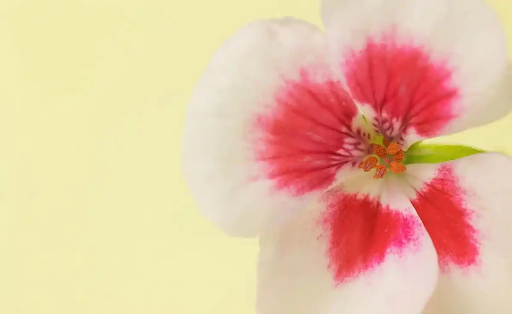 花離開水能活幾小時