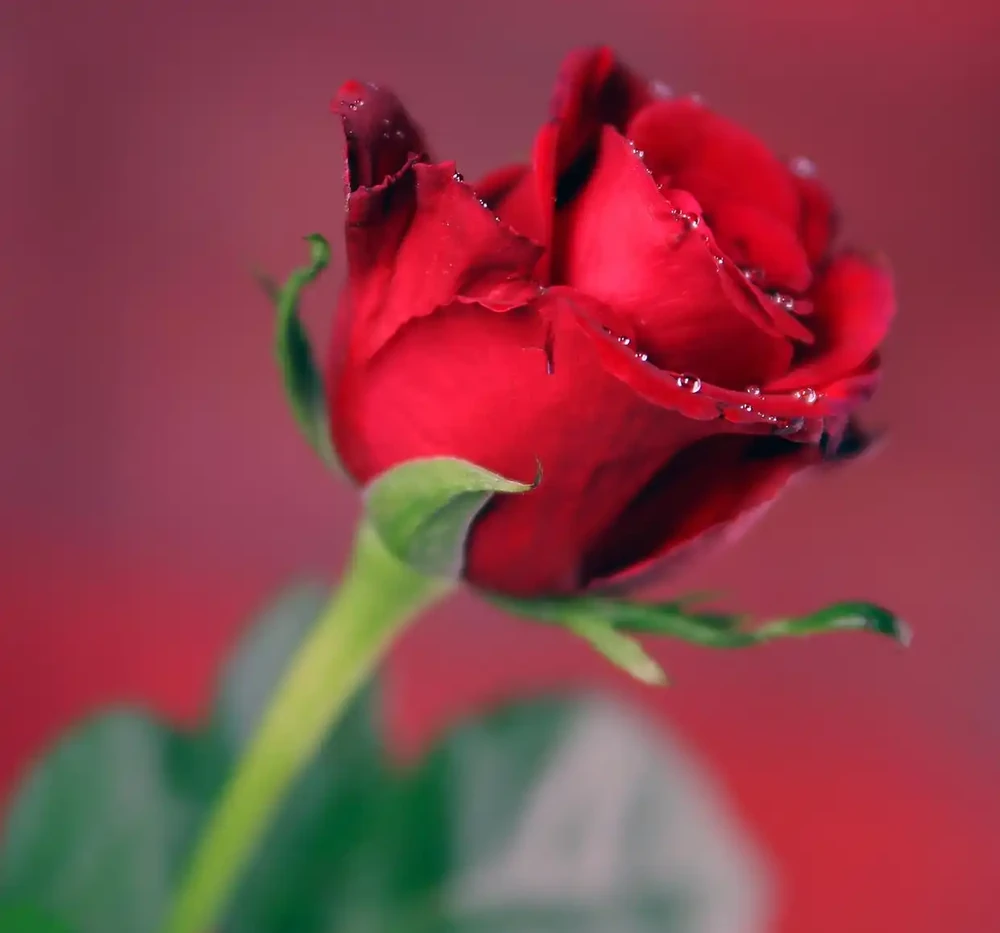 玫瑰花放在水裡可以活多久