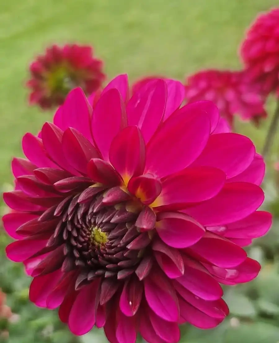 花離開水能活幾小時
