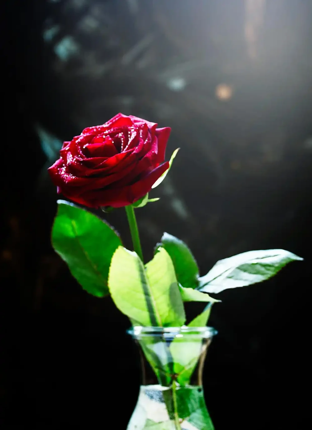 玫瑰花放在水裡可以活多久