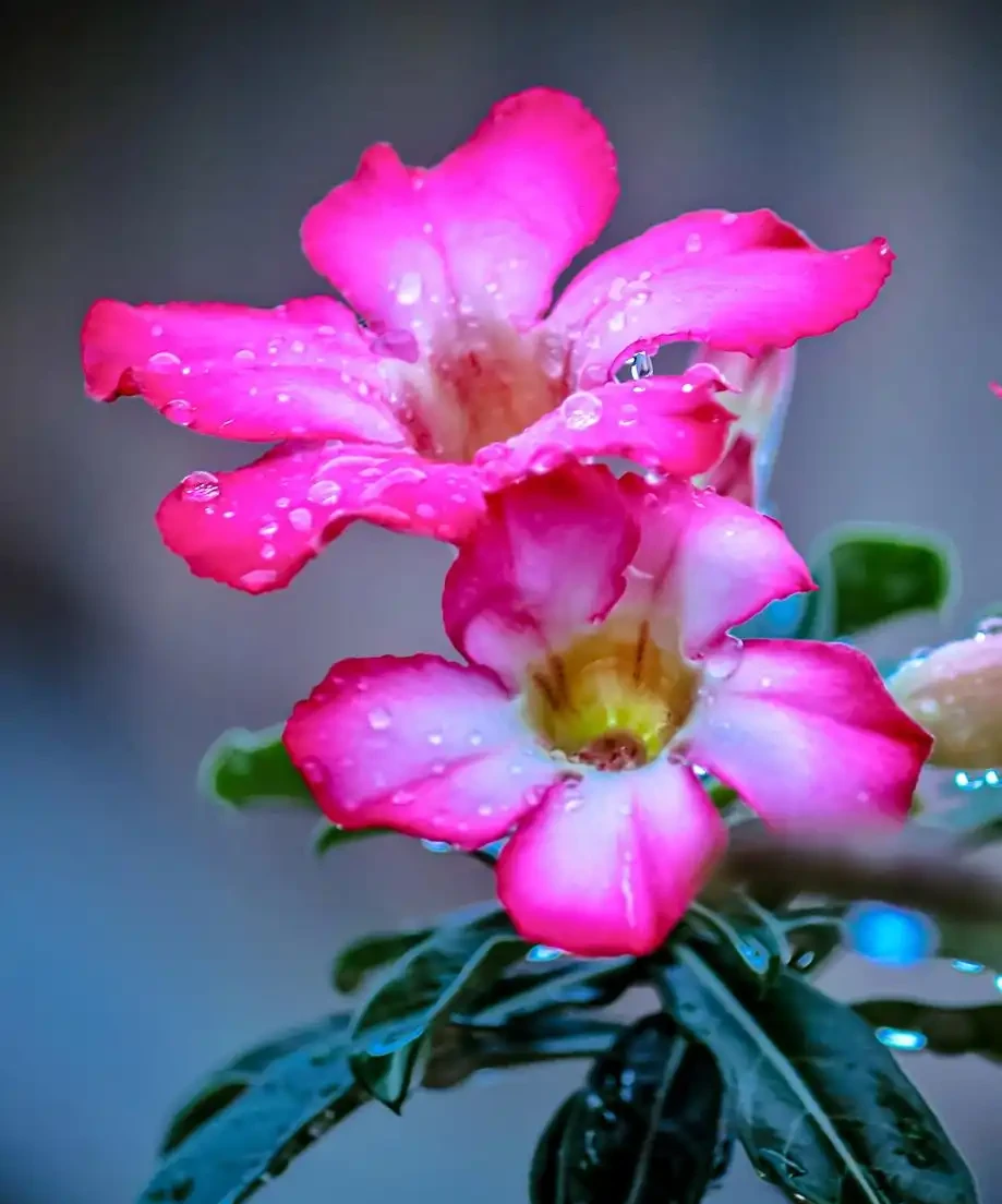 花離開水能活幾小時