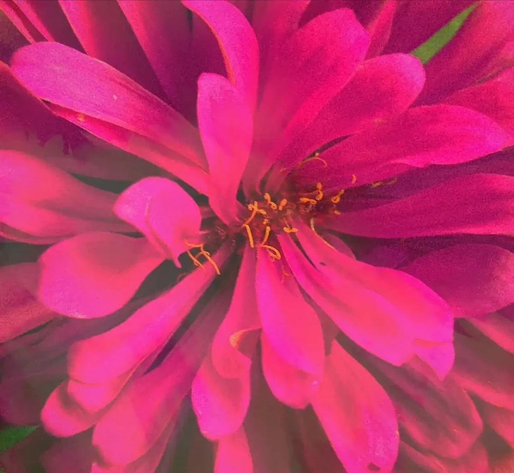 花離開水能活幾小時