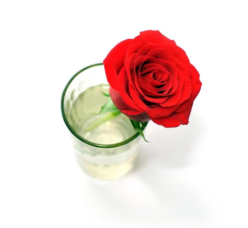 玫瑰花放在水裡可以活多久